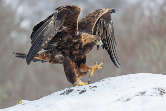 Golden eagle (Aquila chrysaetos) landing on snowy mountainside, Province of Leon, Castile and Leon, Spain. March. 