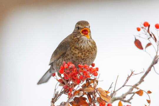 Blackbird (Turdus merula) female, perched on branch feeding on Rowan berries, Riano, Province of Leon, Castile and Leon, Spain. February. 