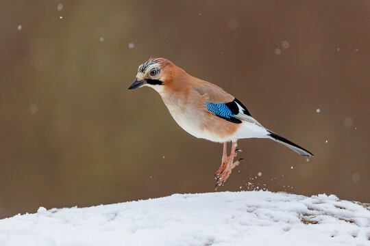 Eurasian jay (Garrulus glandarius) hopping on snow, Province of Leon, Castile and Leon, Spain. March. 