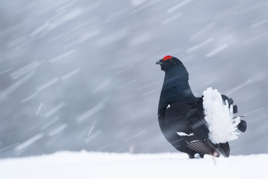 Black grouse (Lyrurus tetrix) male calling and displaying at courtship lek in a blizzard, Finland. 