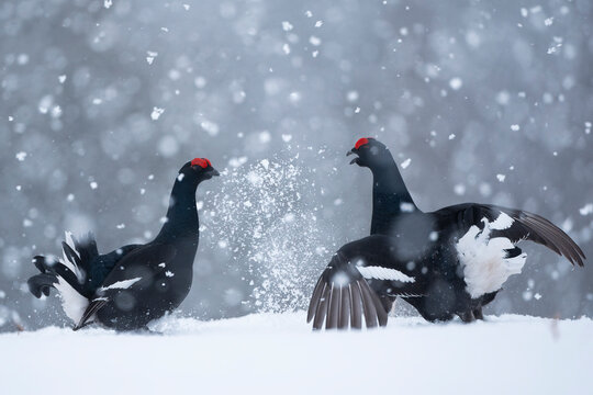 Two Black grouse (Lyrurus tetrix) males fighting in blizzard at courtship lek, Finland. April.