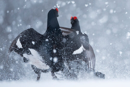 Two Black grouse (Lyrurus tetrix) males fighting in blizzard at courtship lek, Finland. April. 