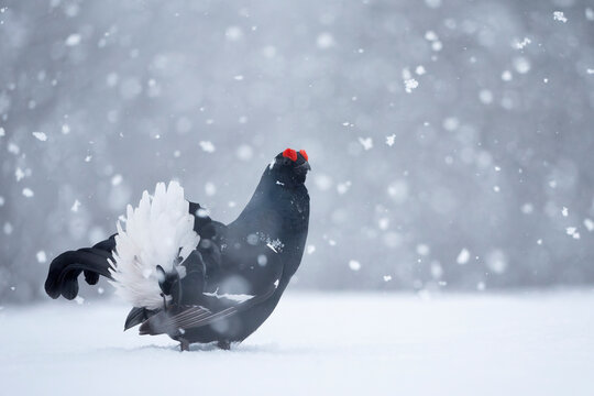 Black grouse (Lyrurus tetrix) in blizzard at courtship lek, Finland. April. 
