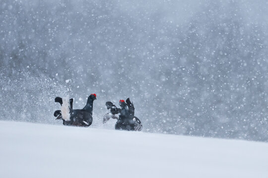 Two Black grouse (Lyrurus tetrix) males fighting in blizzard at courtship lek, Finland. April. 