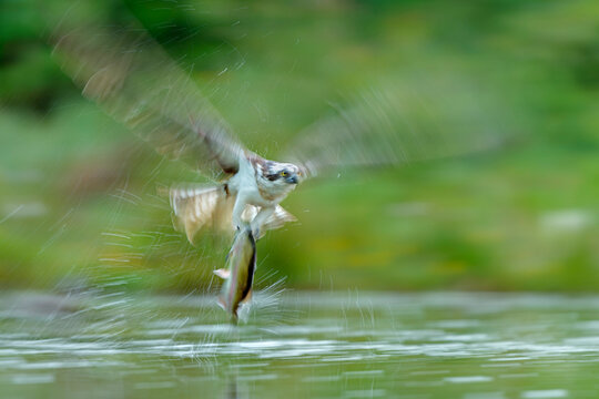Osprey (Pandion haliaetus) catching fish prey, Aviemore, Scotland, UK. June. 