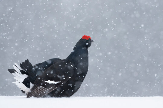 Black grouse (Lyrurus tetrix) male at lek in blizzard, Finland. April. 