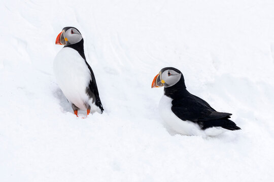 Puffins (Fratercula artica) pair standing in snow, Hornoya, Finnmark, Norway. March.  