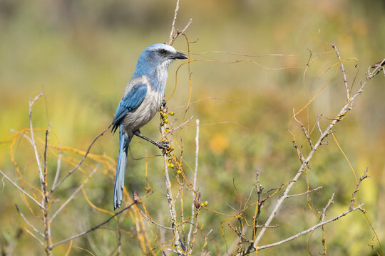 Florida scrub jay (Aphelocoma coerulescens) perched in bush, Florida, USA. February. 