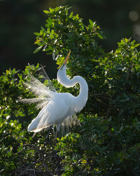 Great egret (Ardea alba) in breeding plumage, perched on branch showing plumes, Florida, USA. February. 