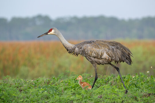 Sandhill crane (Grus canadensis) with chick walking through wetland habitat, Florida, USA. February. 
