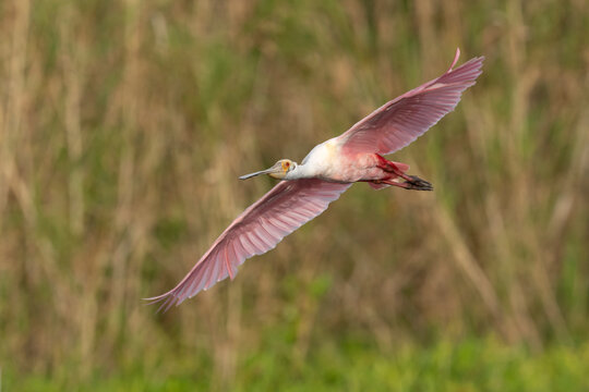 Roseate spoonbill (Platalea ajaja) in flight, Florida, USA. February. 