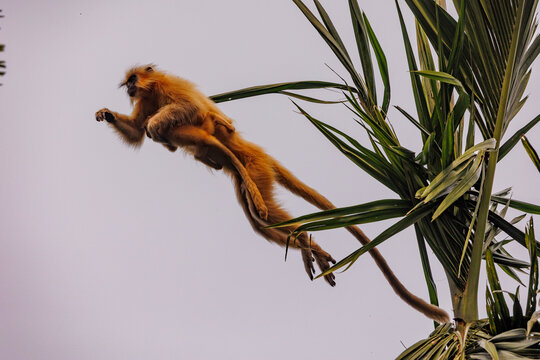 Gee's golden langur (Trachypithecus geei) female carrying infant, leaping from tree, Manas National Park, Assam, India. Endangered. 