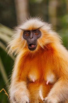 Gee's golden langur (Trachypithecus geei) portrait, Manas National Park, Assam, India. Endangered. 