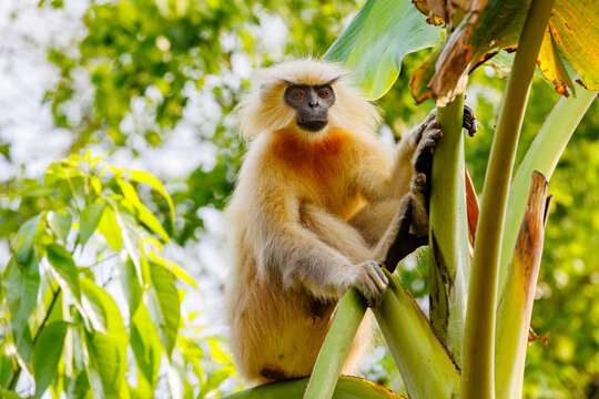 Gee's golden langur (Trachypithecus geei) sitting in tree, Manas National Park, Assam, India. Endangered. 