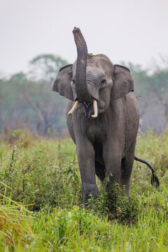 Asian elephant (Elephas maximus) standing with trunk raised, portrait, Manas National Park, Assam, India. Endangered. 