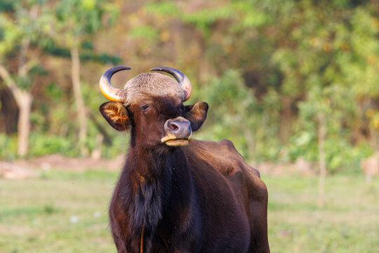 Gaur (Bos gaurus) portrait, Manas National Park, Assam, India. 