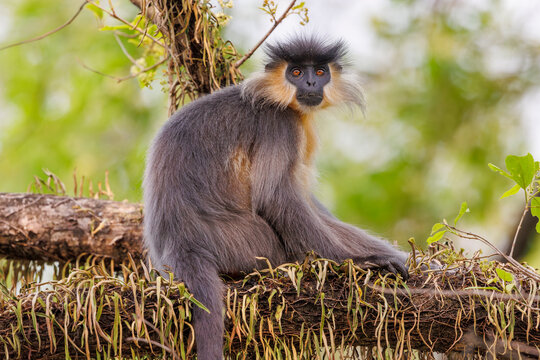 Capped langur (Trachypithecus pileatus) resting on a branch, Manas National Park, Assam India. 