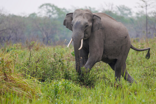 Asian elephant (Elephas maximus) moving around the park in search of food, Manas National Park, Assam, India. Endangered. 