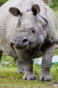 Indian rhinoceros (Rhinoceros unicornis) portrait, Manas National Park, Assam, India. 