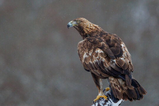 Golden eagle (Aquila chrysaetos) perched on branch, Province of Leon, Castile and Leon, Spain. March. 