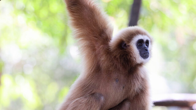 Lar Gibbon with Raised Arm Observing Surroundings at Khao Kheow Zoo
