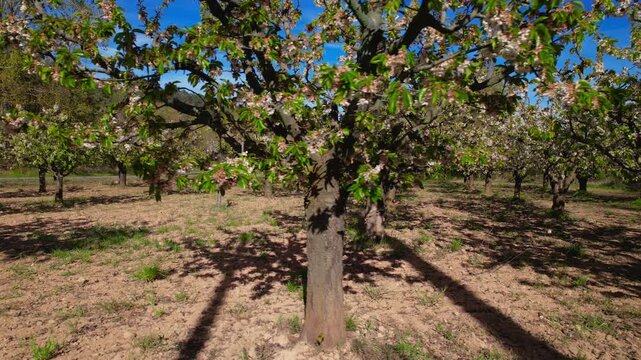 Lateral tracking shot across blooming apple orchard in spring. White and pink blossoms over cultivated trees in a rural landscape, ideal for agriculture, seasonal and nature footage. High quality 4k