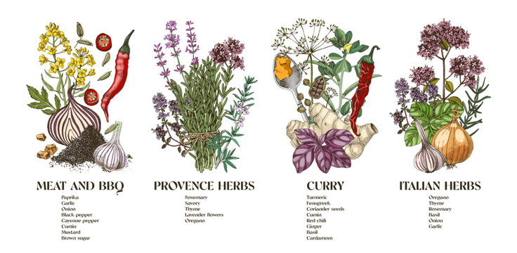 Hand drawn vector collection of classic spice blends