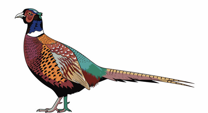Vibrant pheasant with detailed plumage stands against a white background
