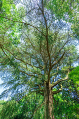 Fototapeta premium 爽やかな公園風景