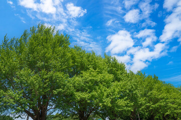 Fototapeta premium 爽やかな公園風景