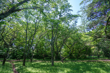 Fototapeta premium 爽やかな公園風景