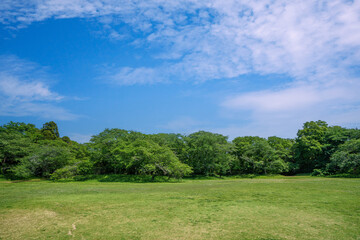 Fototapeta premium 爽やかな公園風景