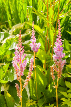 Flowers of Astilbe chinensis, a herbaceous perennial flower. Also known as False Spirea Astilbe chinensis