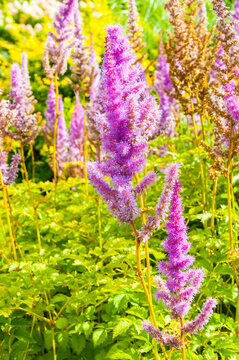 Garden flowers of Astilbe chinensis, also known as False Spirea Astilbe chinensis, selective focus at the flowers
