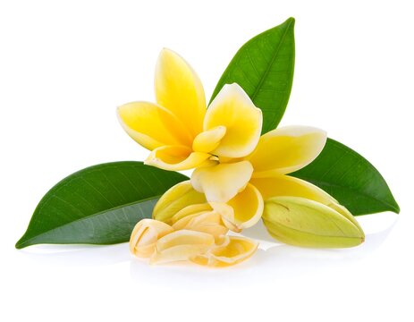 Champak Flower Isolated.