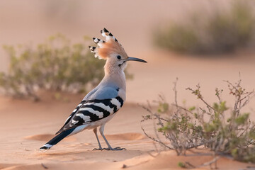 A Eurasian hoopoe bird standing on sandy ground with its crest raised, captured in soft natural light with a blurred desert background. © AI illustration 