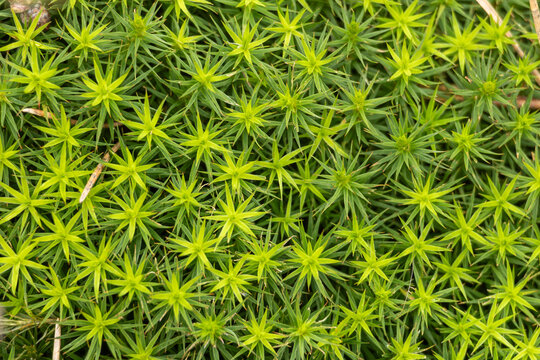 Close-up of Star Moss Polytrichum Growing on Forest Floor