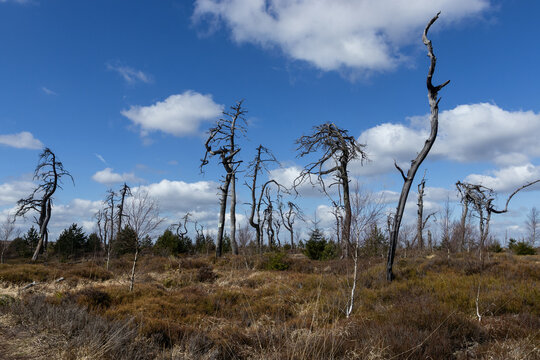 Skeletal trees in the burnt forest of Noir Flohay in the Hautes Fagnes of Belgium, on a sunny blue sky day. New signs visible which have been put up to protect the trees from careless visitors.