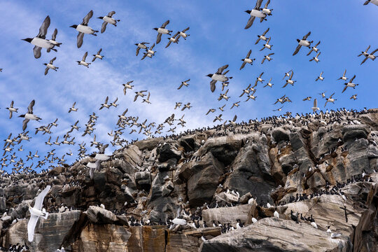 Common guillemots (Uria aalge) flock mass take off at the end of winter, Hornoya, Finnmark, Norway. March. 