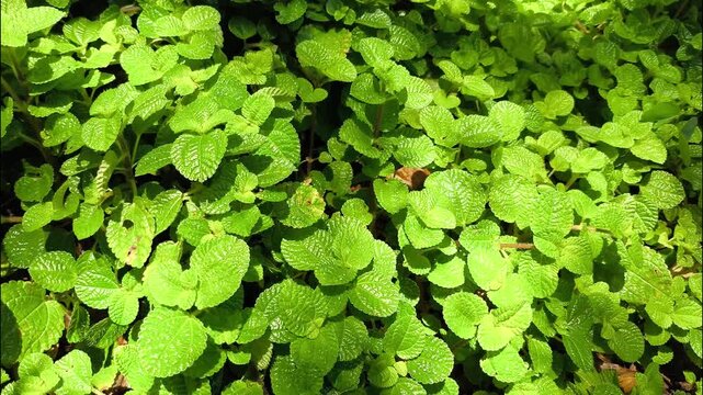 Creeping charlie in the garden, outdoor Chiangmai Thailand.