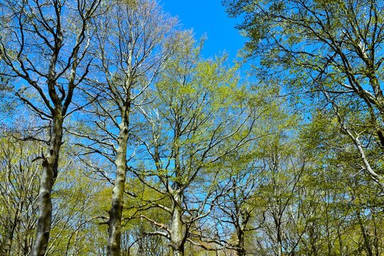 Beech tree canopy with the trees with green spring foliage in a temperate, deciduous, broadleaf forest
