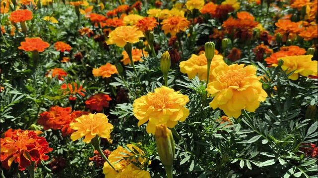 Merigold flowers in the garden, Chiangmai Thailand.