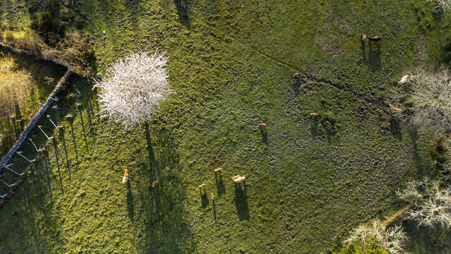 Aerial view of cows grazing in a green pasture next to a blossoming white tree and a stone wall in the Province of Ourense, Spain.