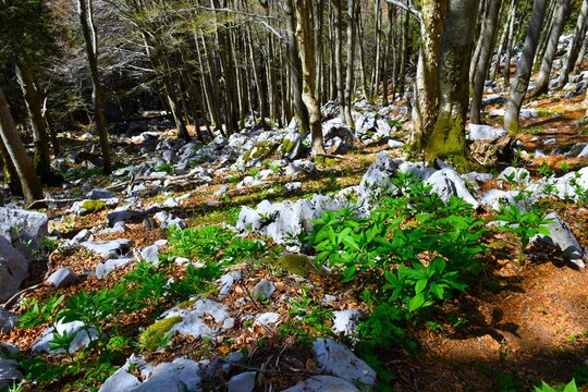 Temperate, deciduous beech forest in Risnjak national park with european scopolia (Scopolia carniolica)