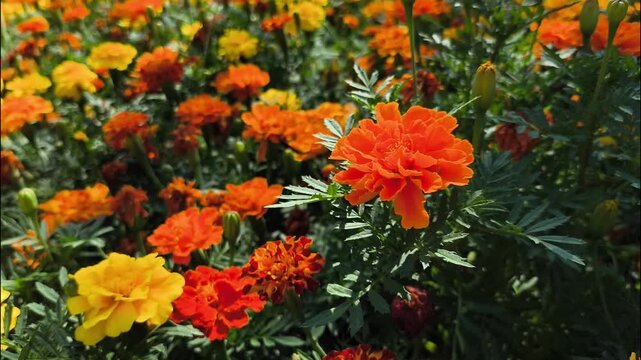 Merigold flowers in the garden, Chiangmai Thailand.