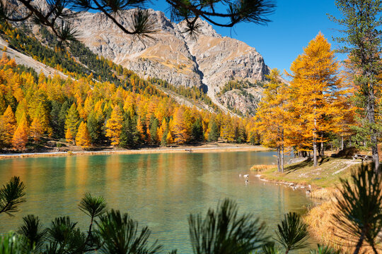 Autumn view of Lac d&rsquo;Orceyrette in Briancon region, Hautes-Alpes. Alpine mountain landscape with turquoise lake water and golden larch forest in the French Alps. France