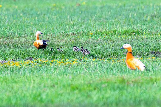Ruddy Shelduck family with ducklings in the meadow