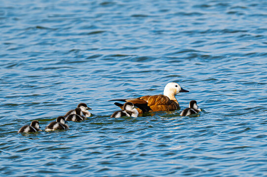 Ruddy Shelduck swimming with ducklings in a row