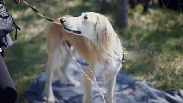 A beautiful light brown Saluki dog on a leash standing calmly on a blue blanket in a green grassy park on a bright sunny day