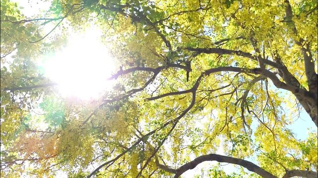  Golden shower tree branches, outdoor Chiangmai Thailand.